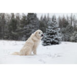 Sigma 50mm f/1.2 DG DN Art Lens (Sony E)