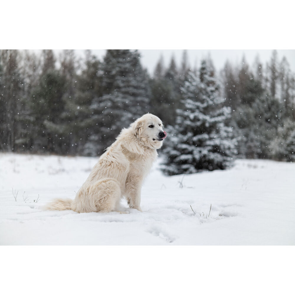 Sigma 50mm f/1.2 DG DN Art Lens (Sony E)