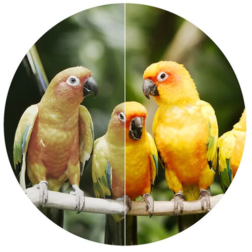 Swarovski 8.5x42 EL Binoculars Swarovski 8.5x42 EL Binoculars